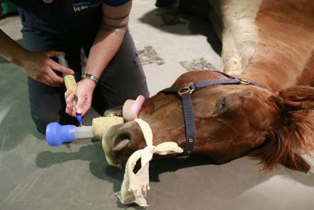 ketamine used for horses photo