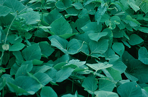 kudzu-leaves