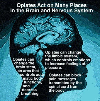 opiates and the nervous system image