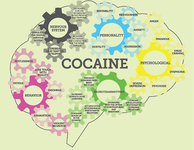 The Effects of Cocaine on the Brain